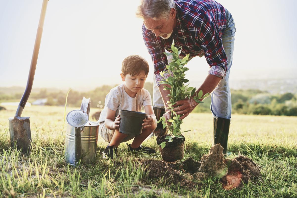 Planting Tree