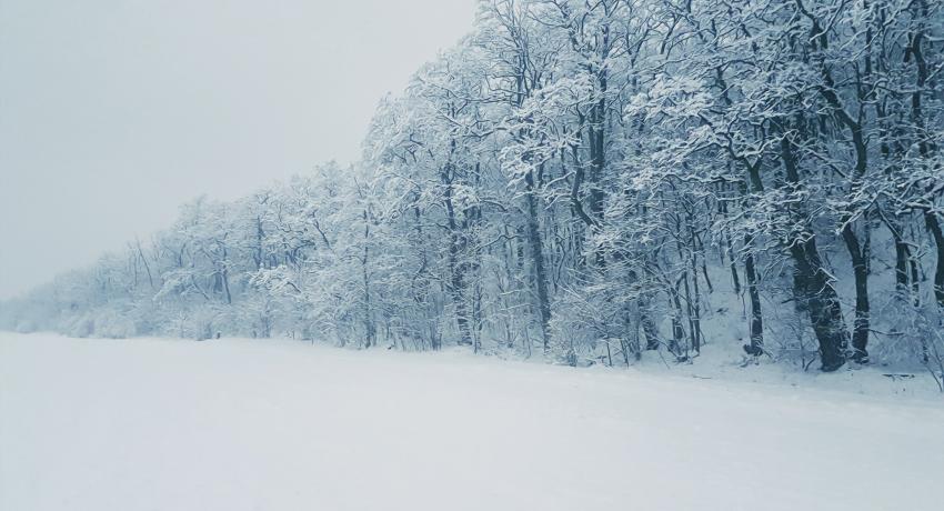 Snow on Trees and Ground
